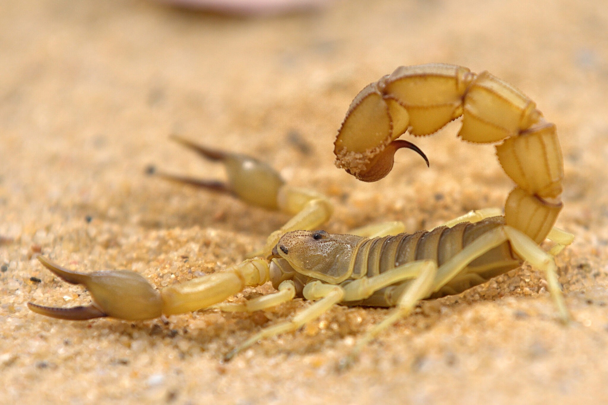 Песочный Скорпион